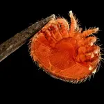 Disinfestazione professionale delle pulci: metodi efficaci