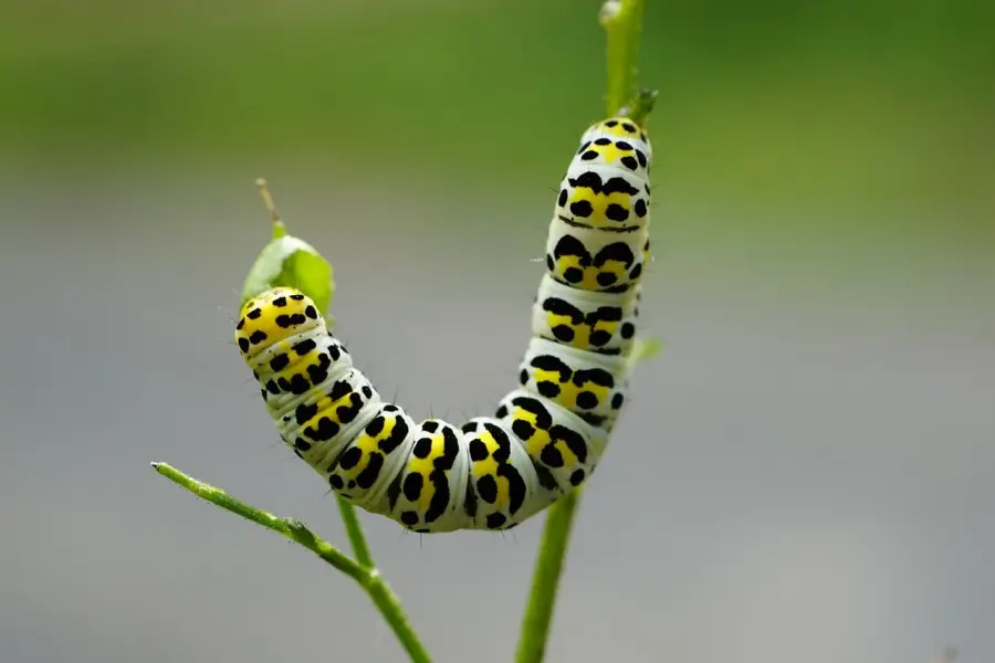 Che cos'è la processionaria e perché è pericolosa