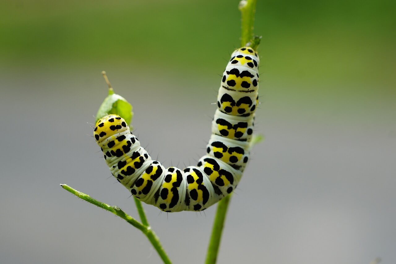 Che cos'è la processionaria e perché è pericolosa