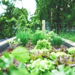 Come pulire il proprio giardino: le principali soluzioni da adottare